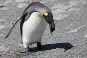 ANT09_2397s.webp
