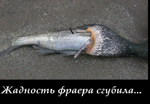 baklan-zhadnost-fraera-sgubila.webp