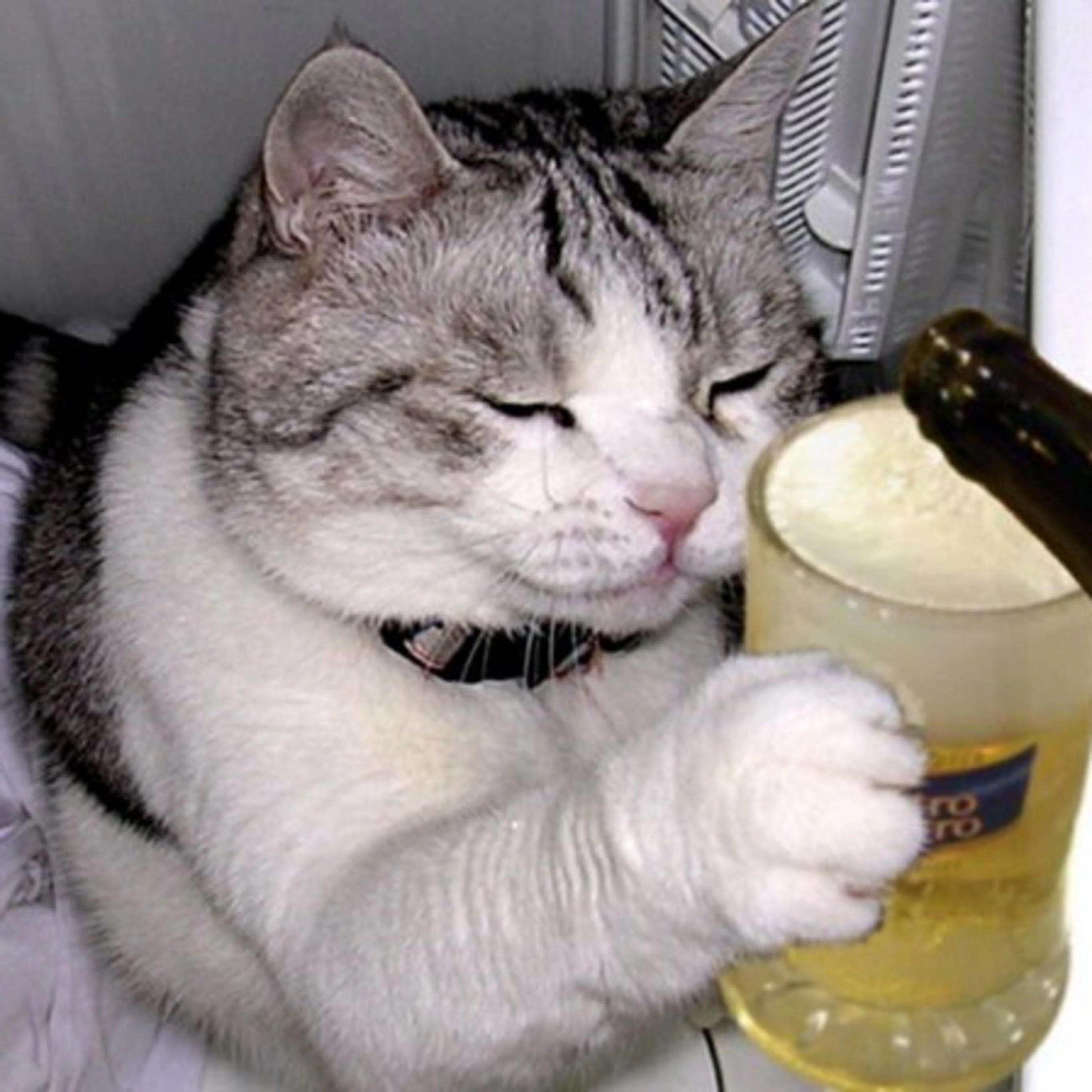 baltika_cat.jpg