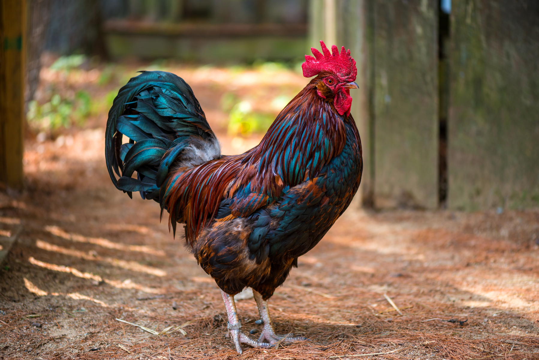 beautiful cock in the morning.jpg