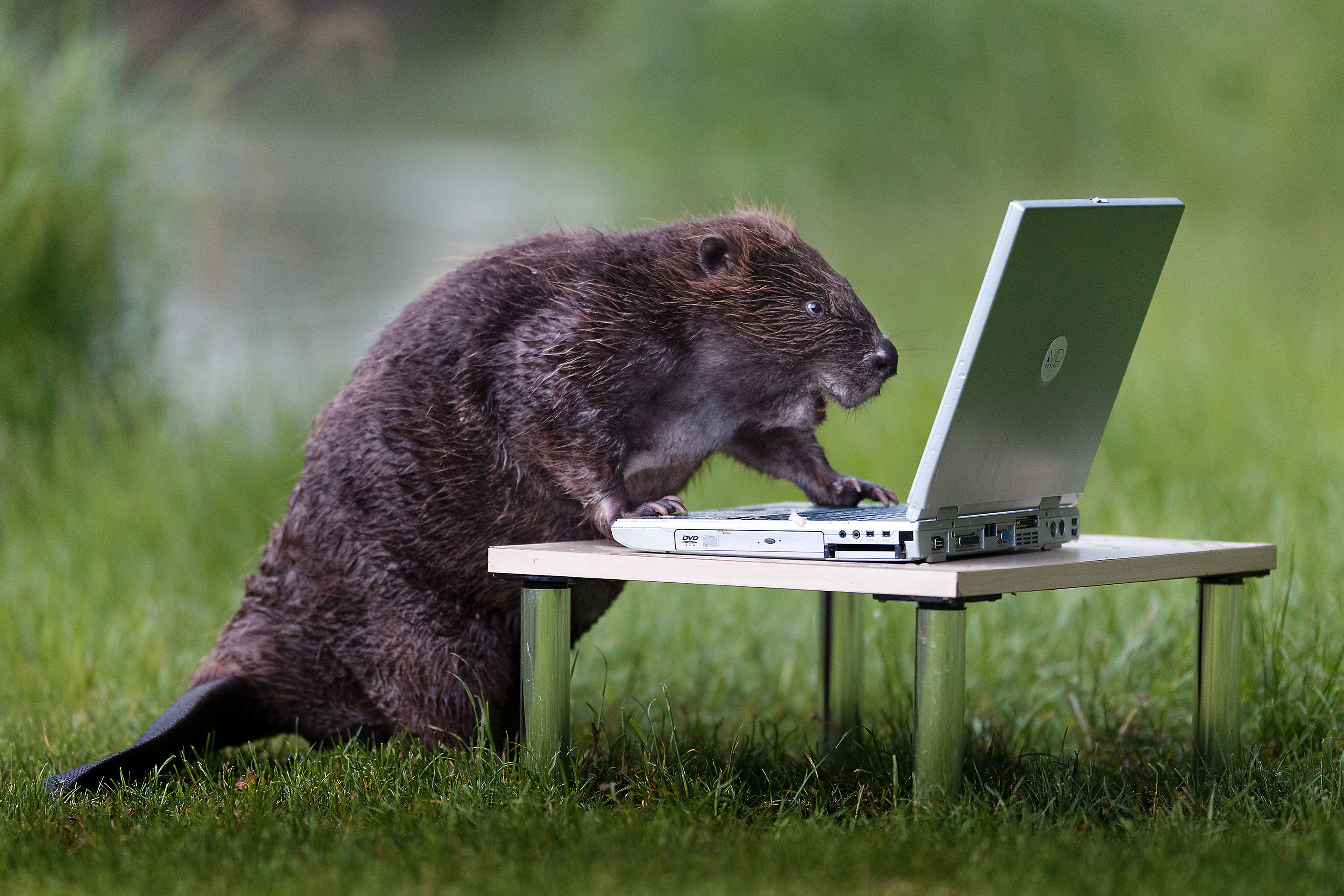 Beaver-pixanews-2.jpeg