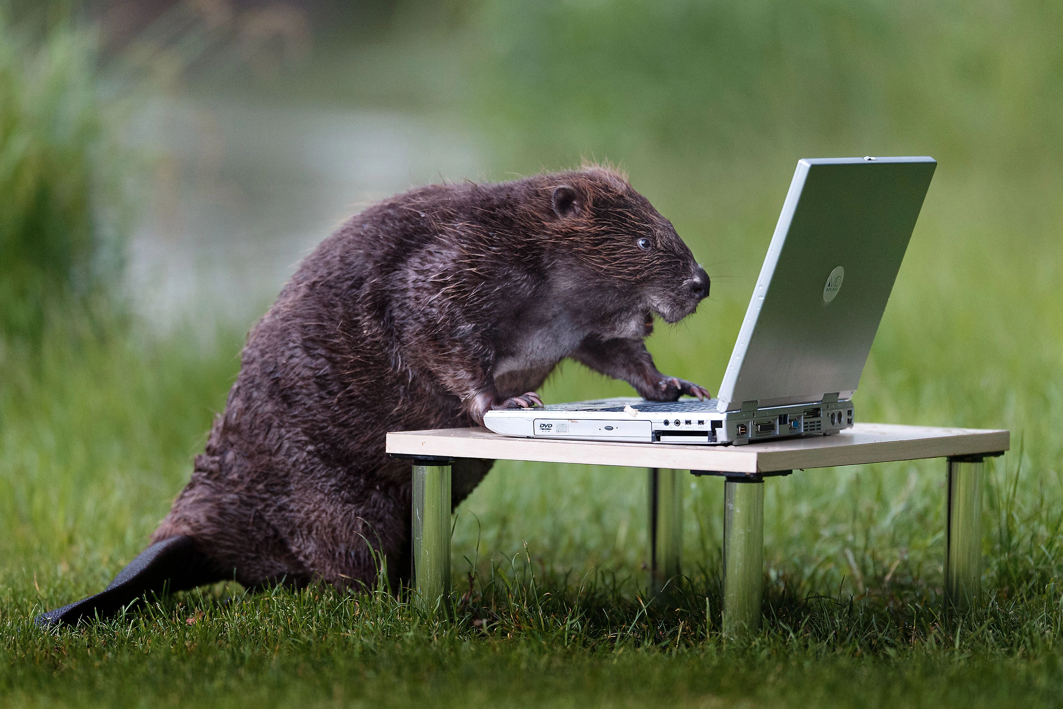 Beaver-pixanews-2.webp