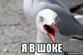 Без названия (1).webp