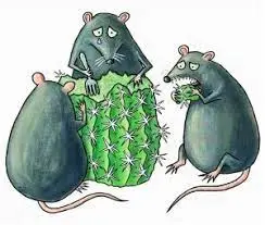 Без названия (11).webp