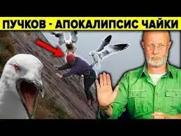 Без названия (43).webp