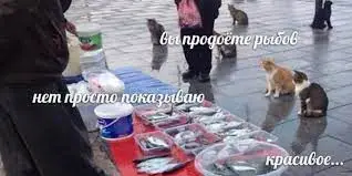 Без названия (46).webp