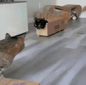 Без названия.gif