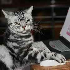 Без названия.webp