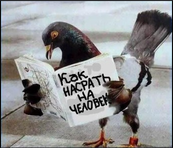 bird.webp