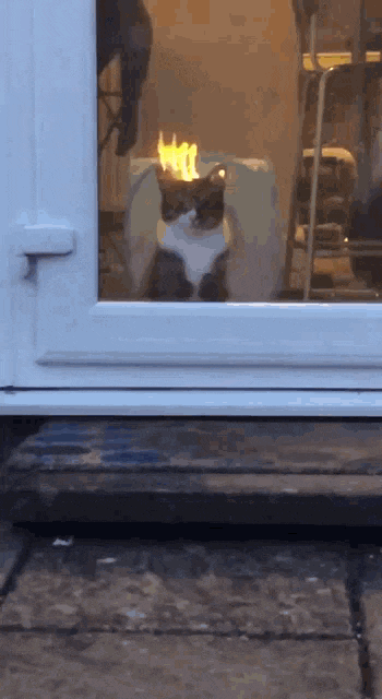 boring-cat.gif