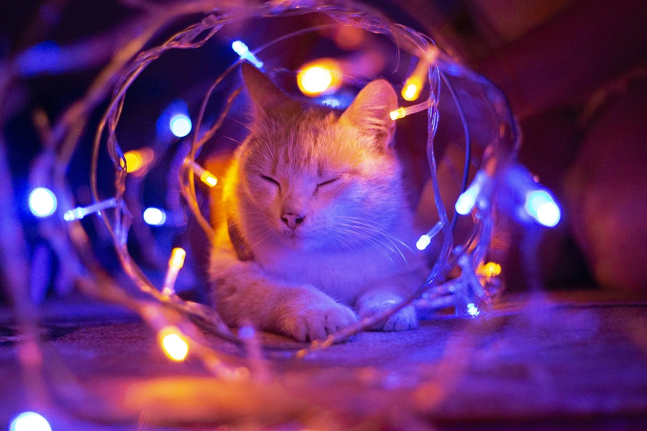 cat-4318441_1280.webp