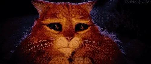 cat-begging-ufs16aiq4lpl5h8x.webp