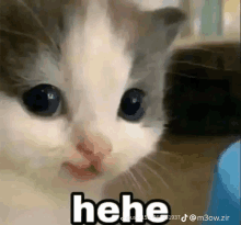 cat-funni.gif