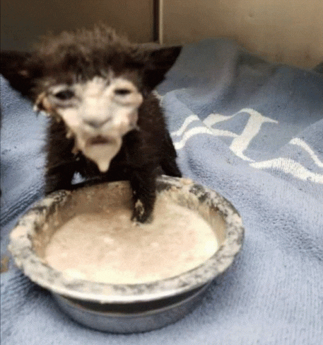 cat in yogurt.gif