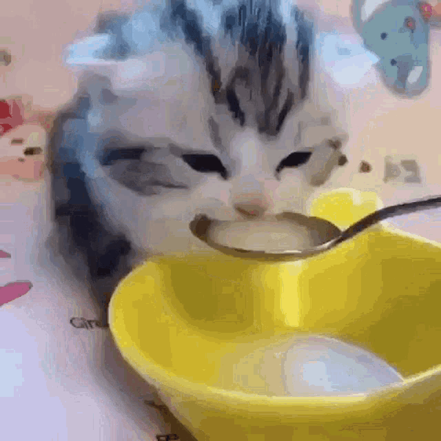 cat-kitten.gif