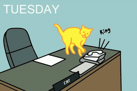 cat-tuesday.gif