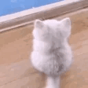 cat-wait-waiting-cat.gif