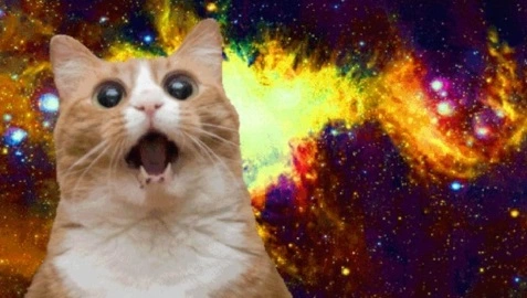 cat.webp