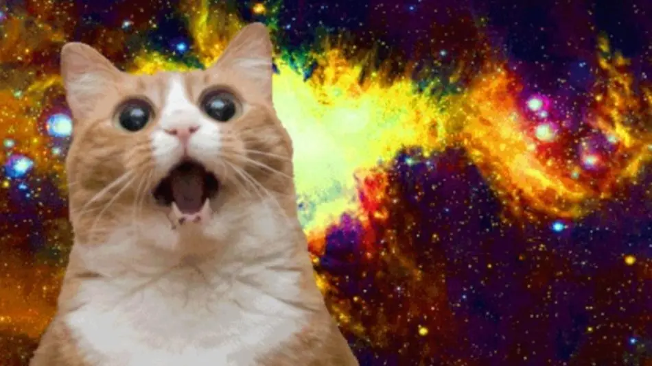 cat.webp