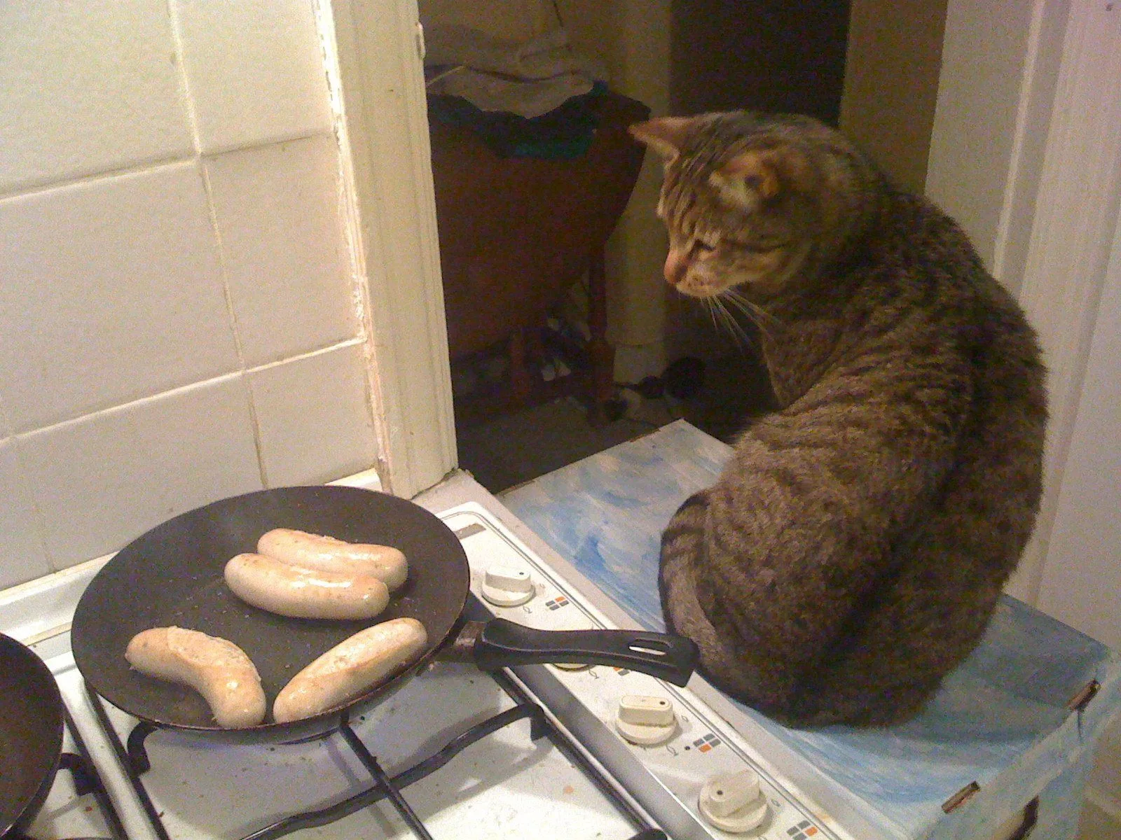 Cat.jpg
