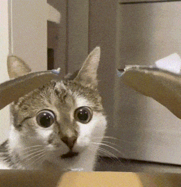 cat-wtf.gif