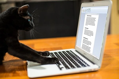 Cat_emailing_600x.jpg