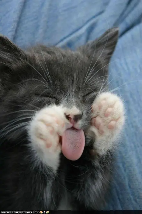 cats-sandbox-3310631.webp