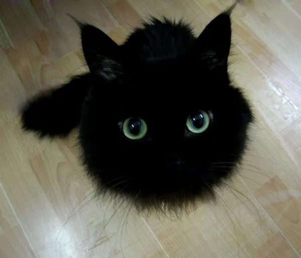 cats-sandbox-3317678.webp