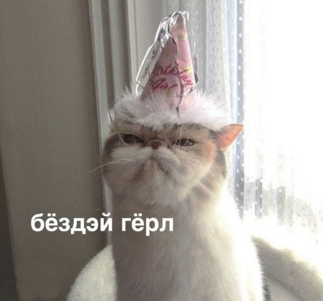 cats.webp