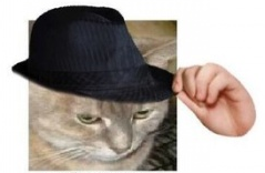 Cattt.PNG