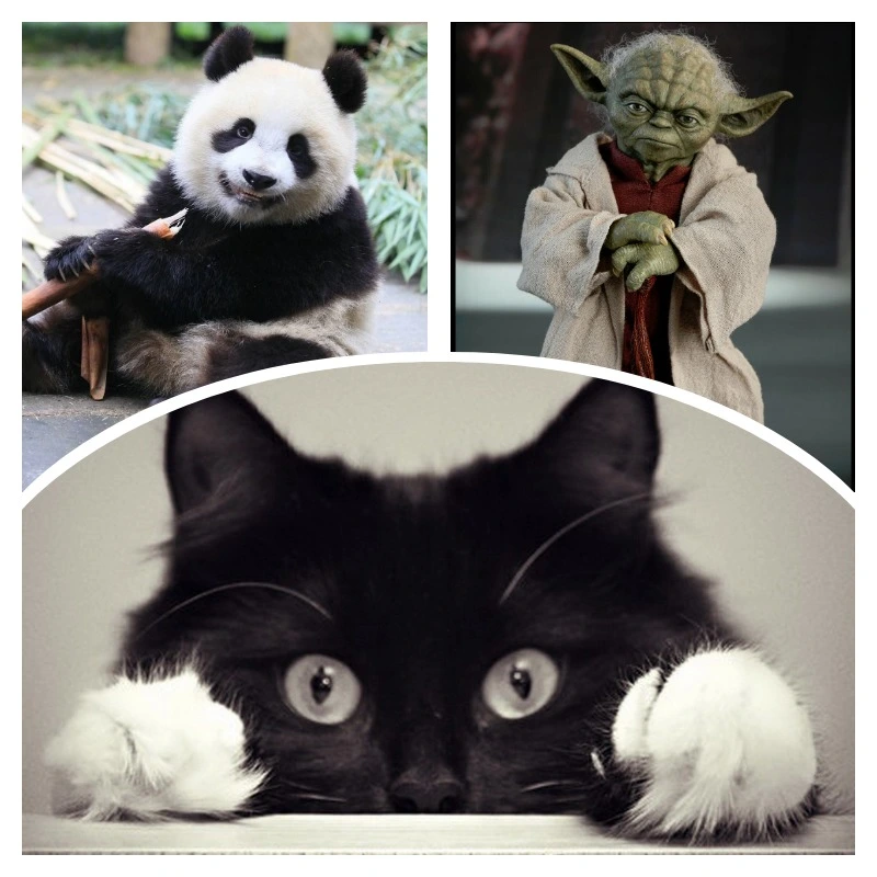 collage.webp