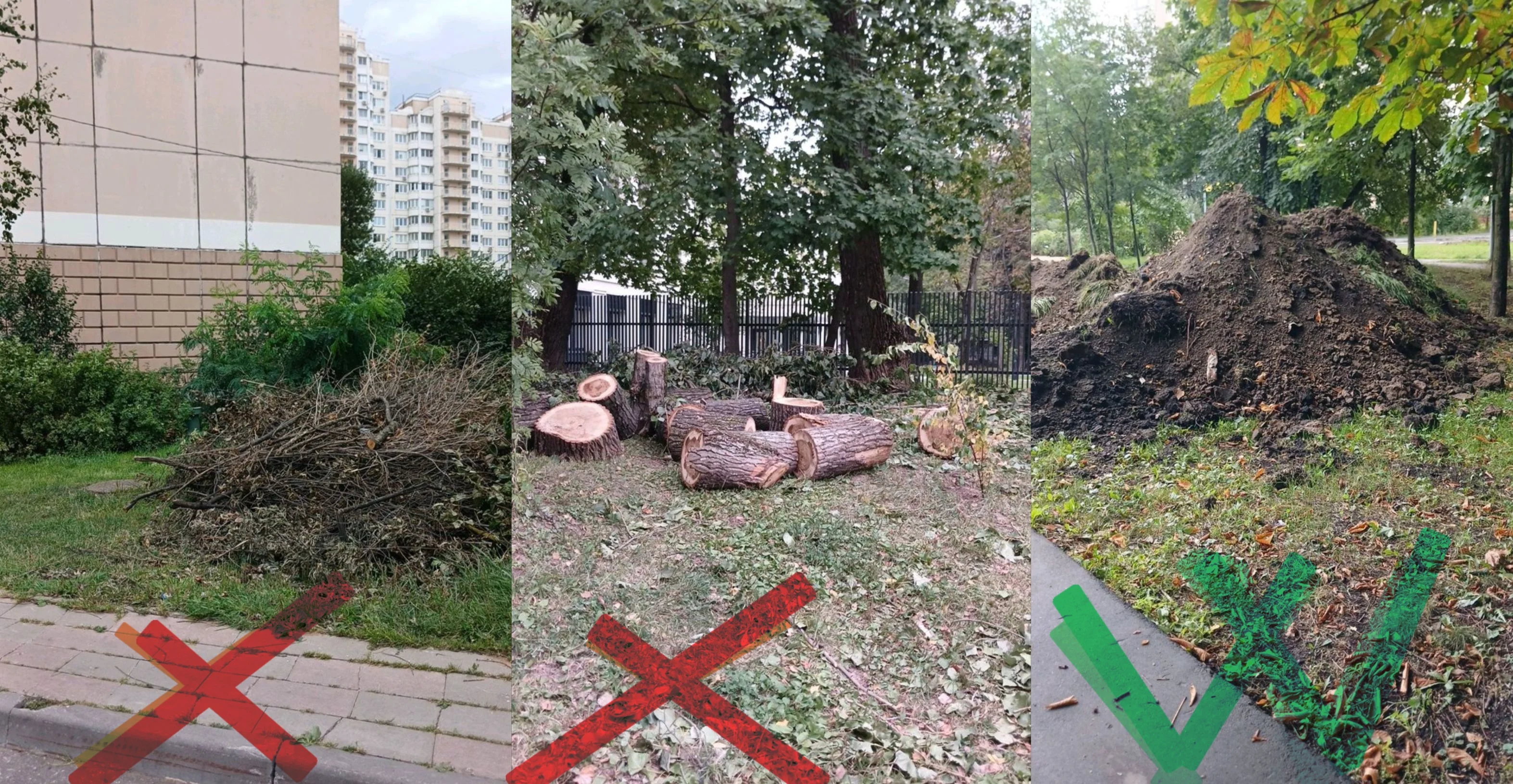 collage1786961529045.webp