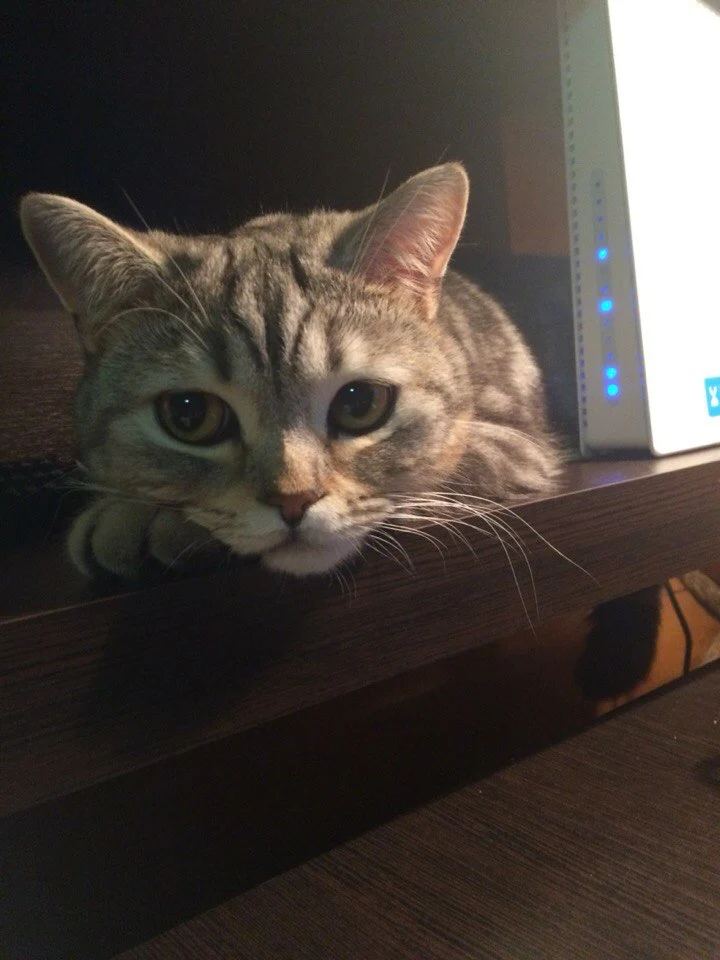 cPEeIagSNLI.webp