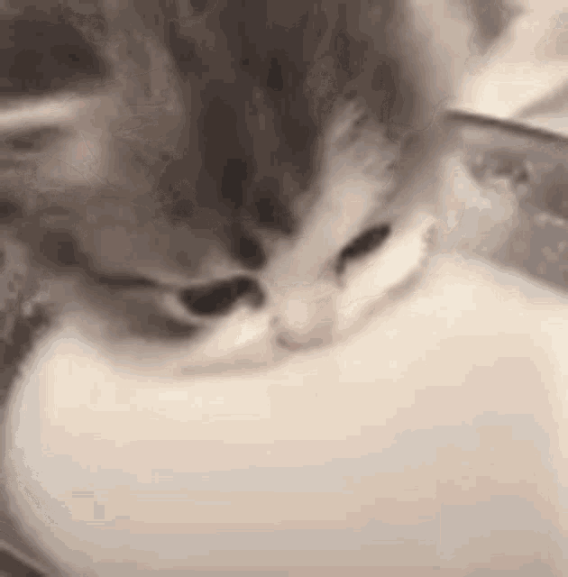 cutie-pie.gif