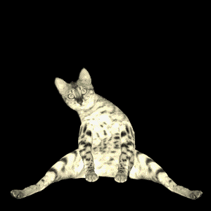 dancing-cat-49.gif
