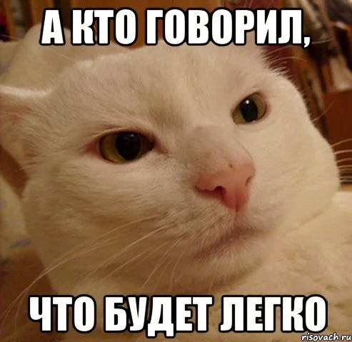derzkij-kote_53366077_orig_.webp