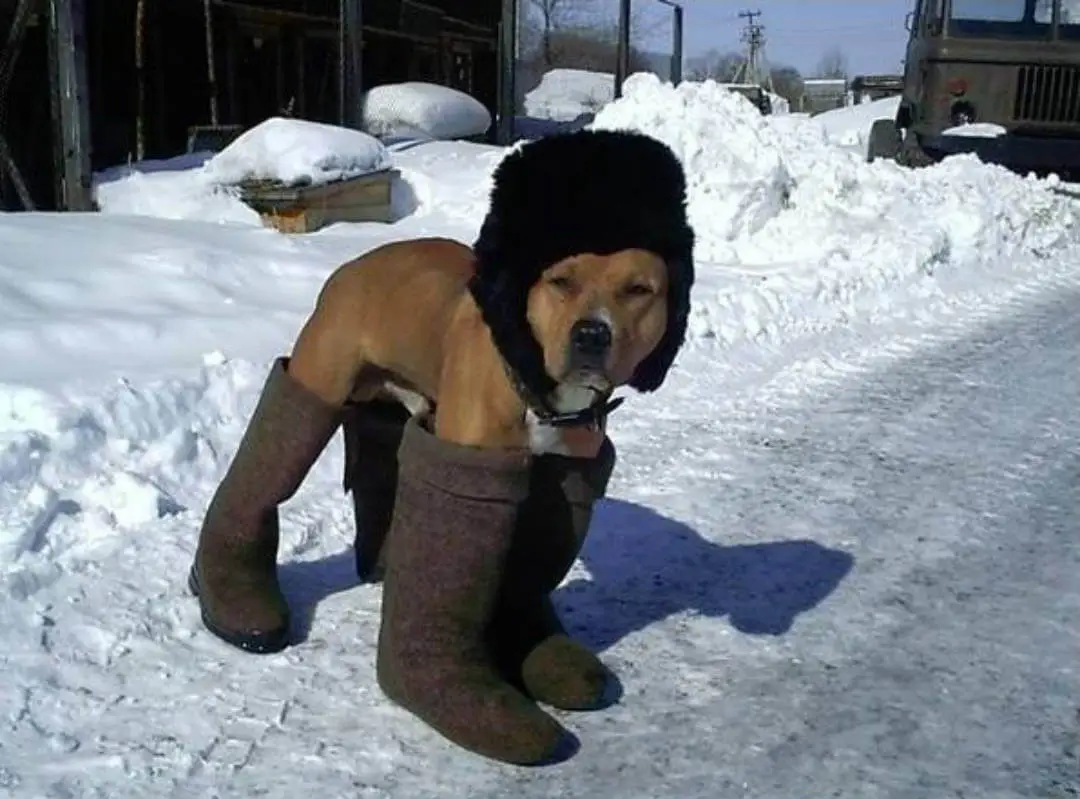 dog-with-boots-2.webp