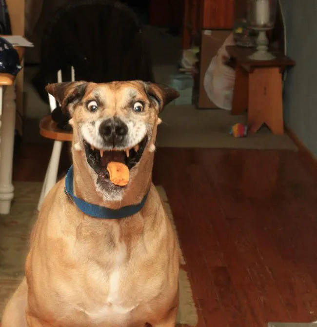 dog_photos_that_were_timed_to_perfection_with_hilarious_results_05.webp