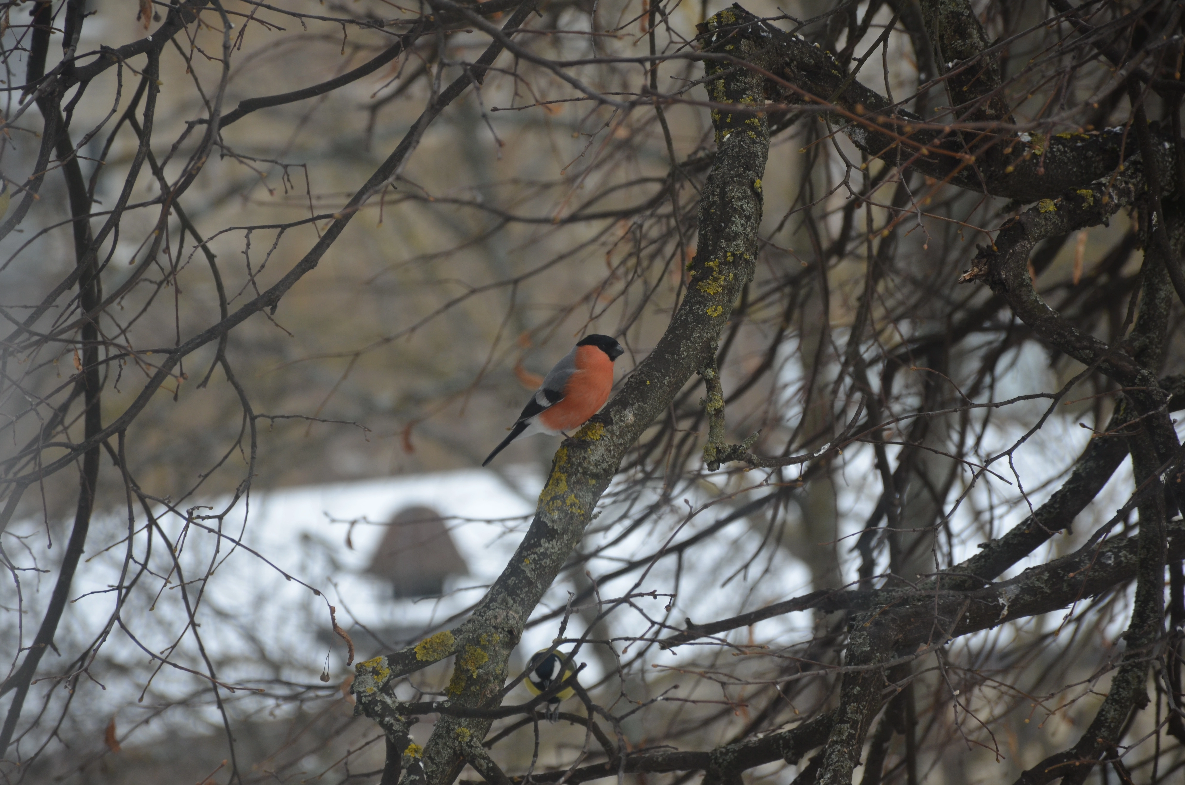 DSC_0323.webp