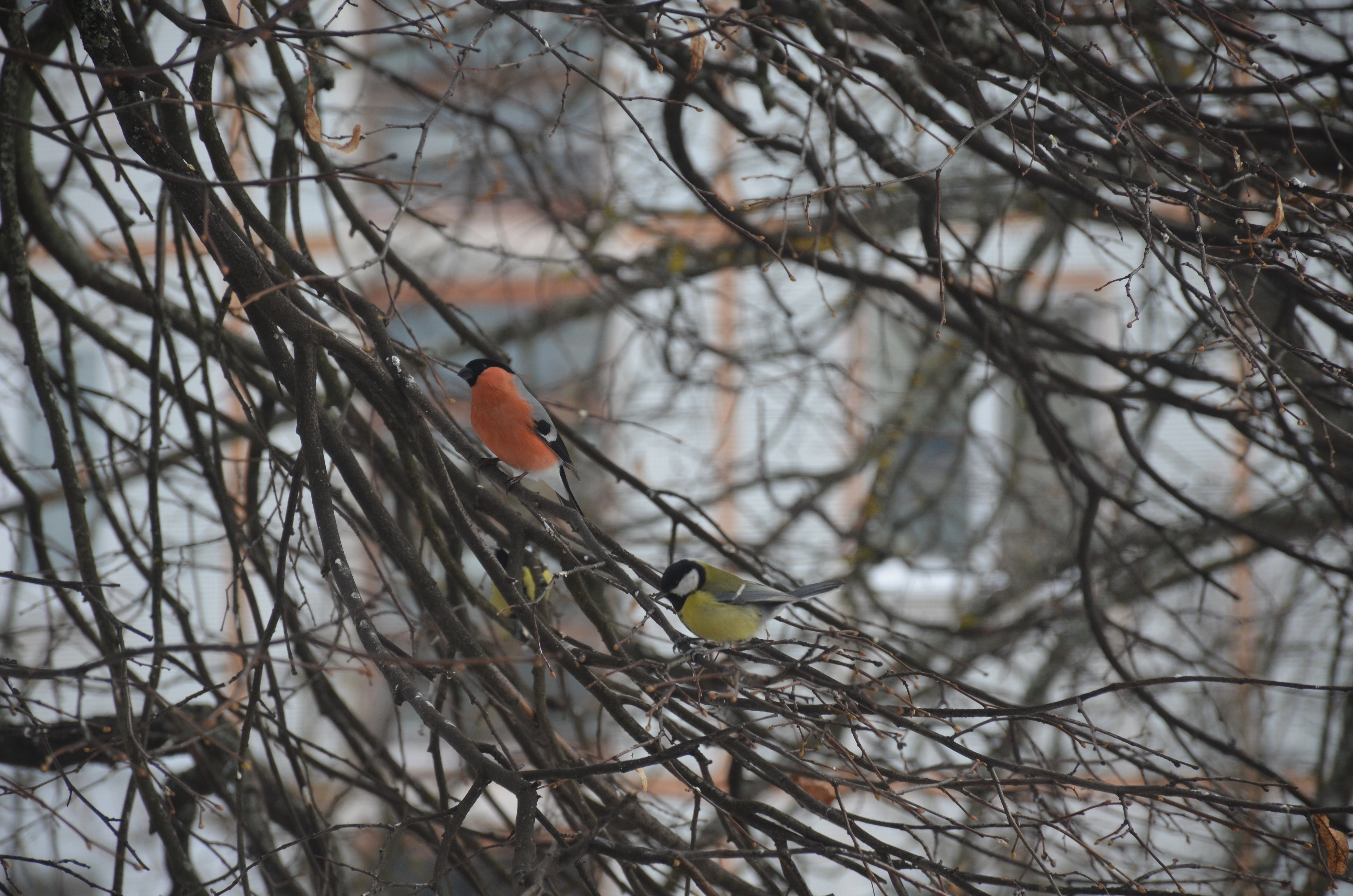 DSC_0329.webp