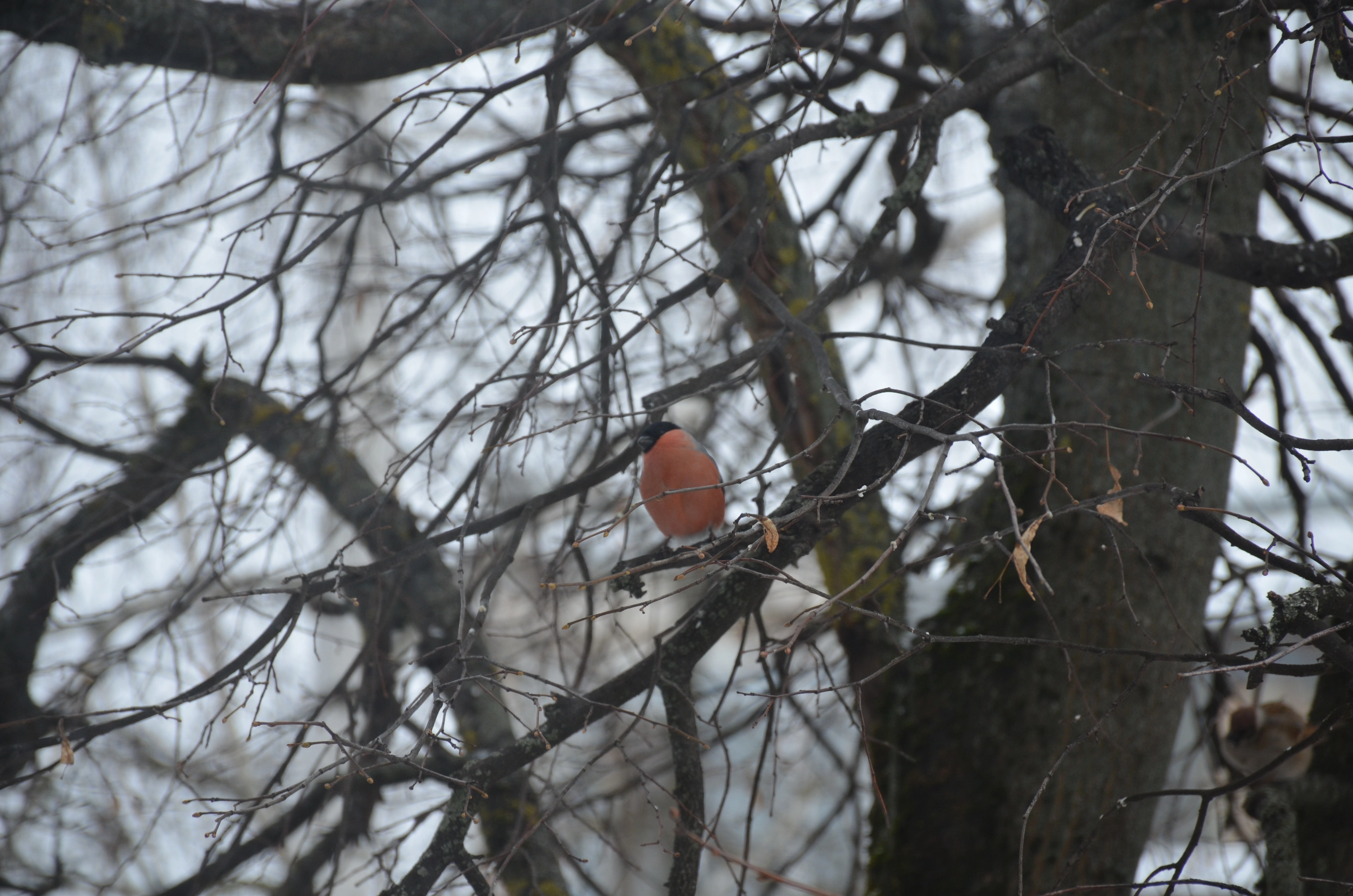 DSC_0336.webp