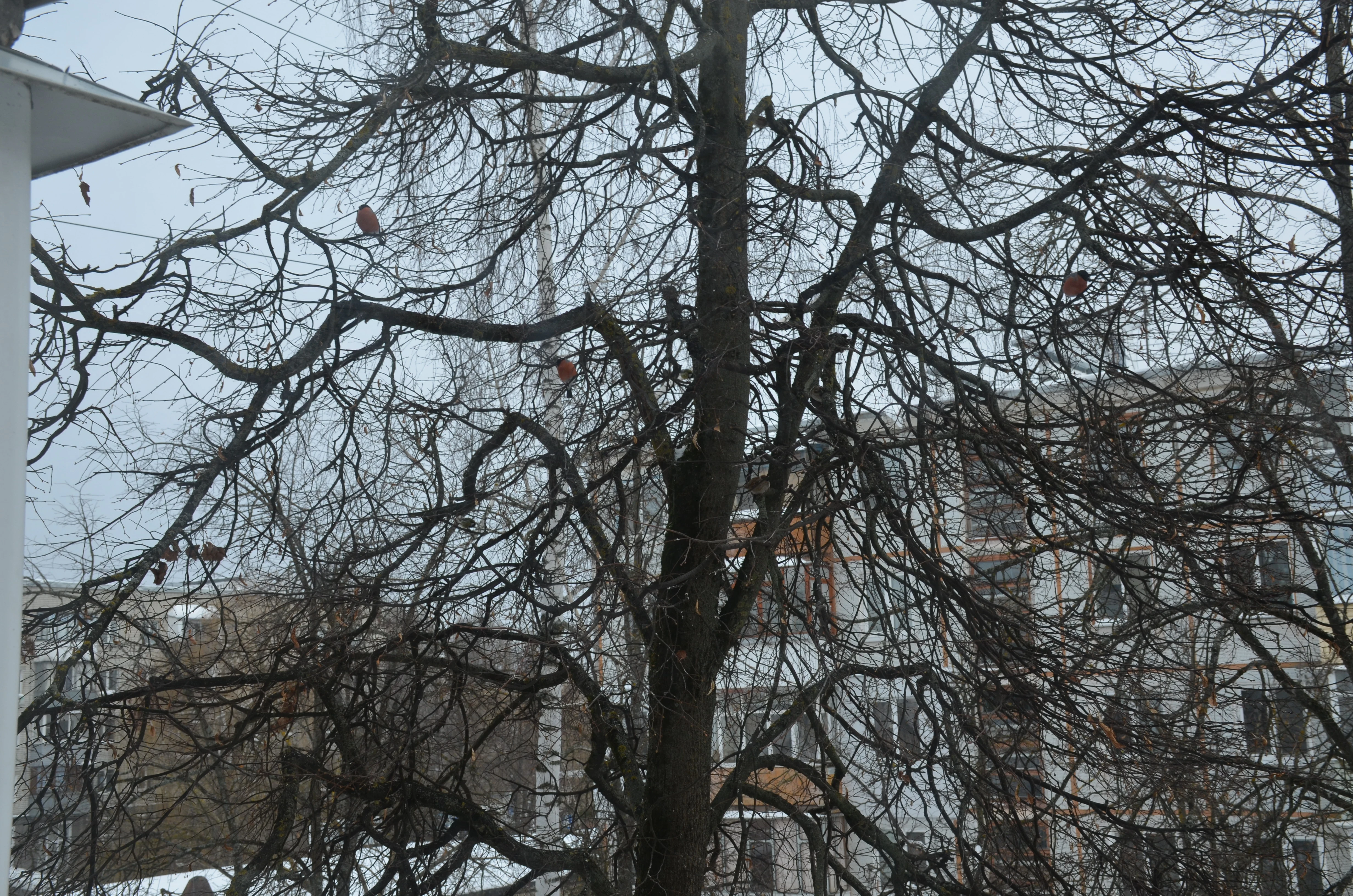 DSC_0360.webp
