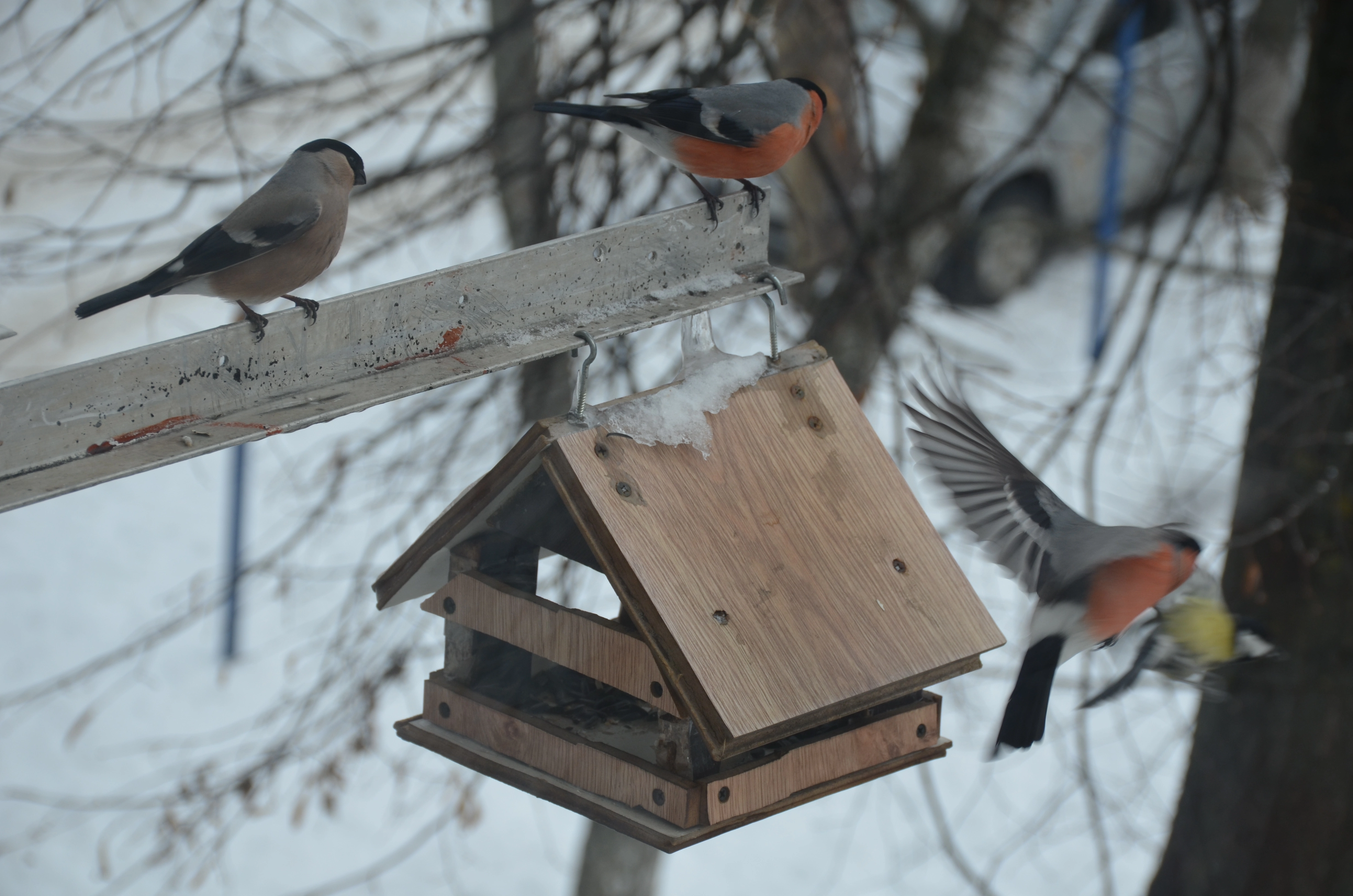 DSC_0366.webp