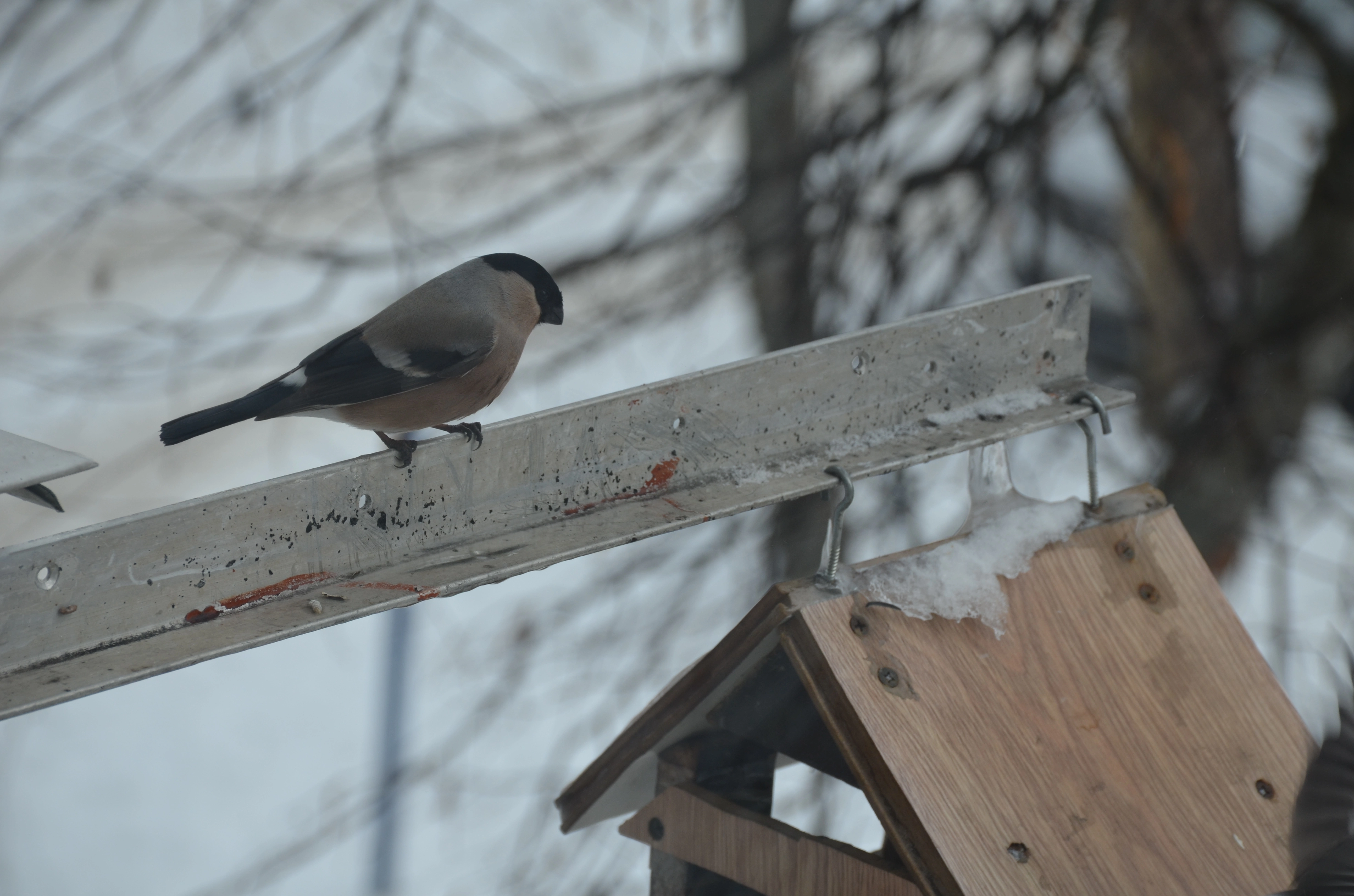 DSC_0367.webp