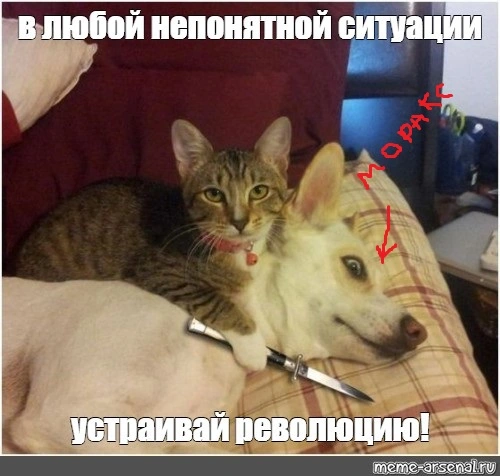 e15a0428facb1e857ea782242c574de0.webp