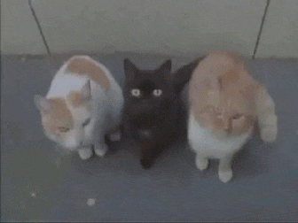 e9c21e4ff4854d7059b3ef1c211180e5.gif