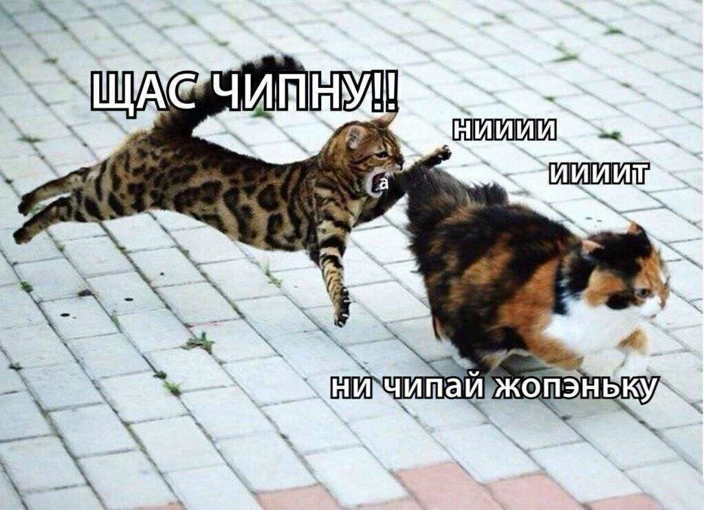 E9TdVq0X0AA5OKO.jpg