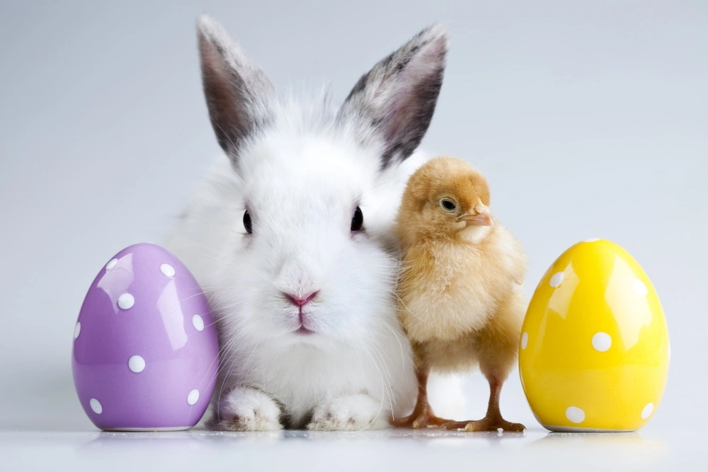 easter-bunny-chick-and-eggs-Depositphotos_7375240_S.webp