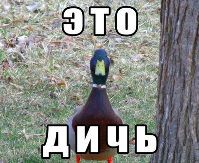 Это дичь.webp