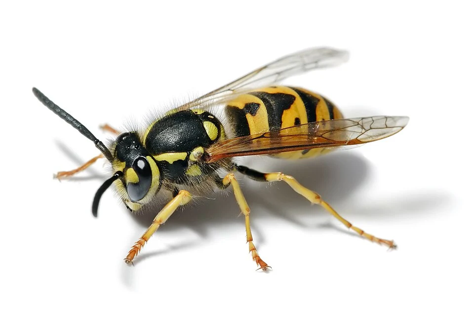 European_wasp_white_bg.webp